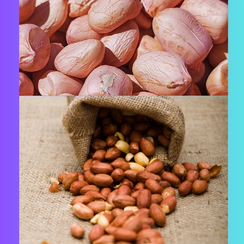 ORGANIC GROUNDNUT OIL SEED-12541716