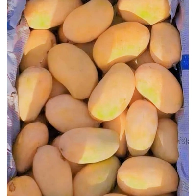 kesar mango