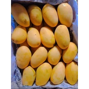 Badami mango