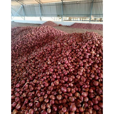 Fresh Red Onion