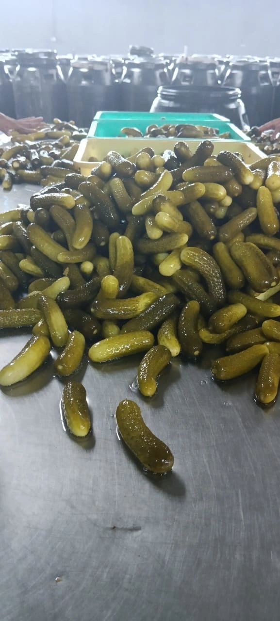 Pickle Gherkins-12514266