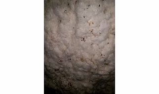 Cotton