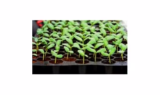 HYBRIDE CHILI PLANT