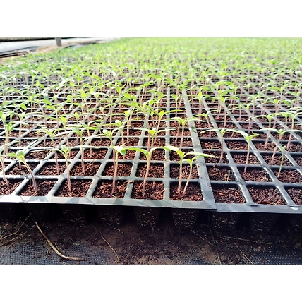 HYBRIDE CHILI PLANT-2