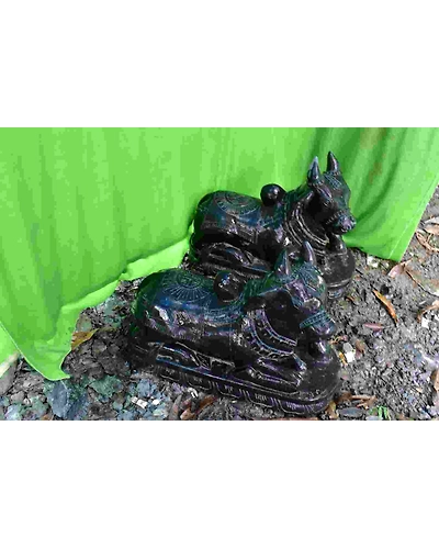 Nandi-Bull-in-sitting-position-1