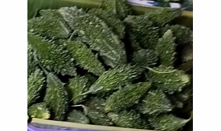 Bitter gourd