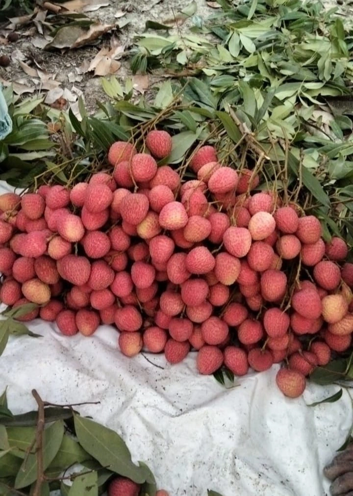 Fresh Lychee Fruit-12590616