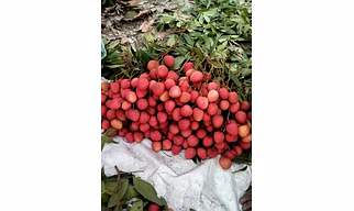 Fresh Lychee Fruit