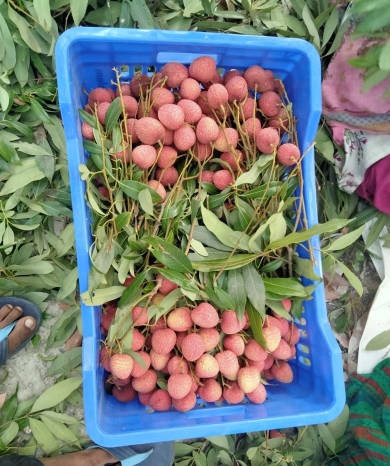 Fresh Lychee Fruit-1