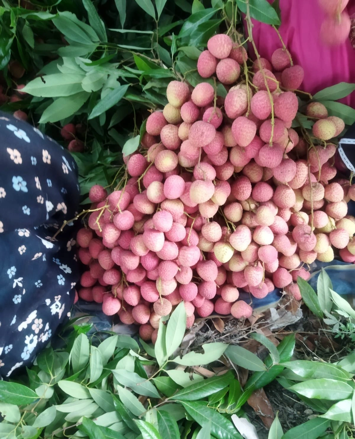 Fresh Lychee Fruit-2