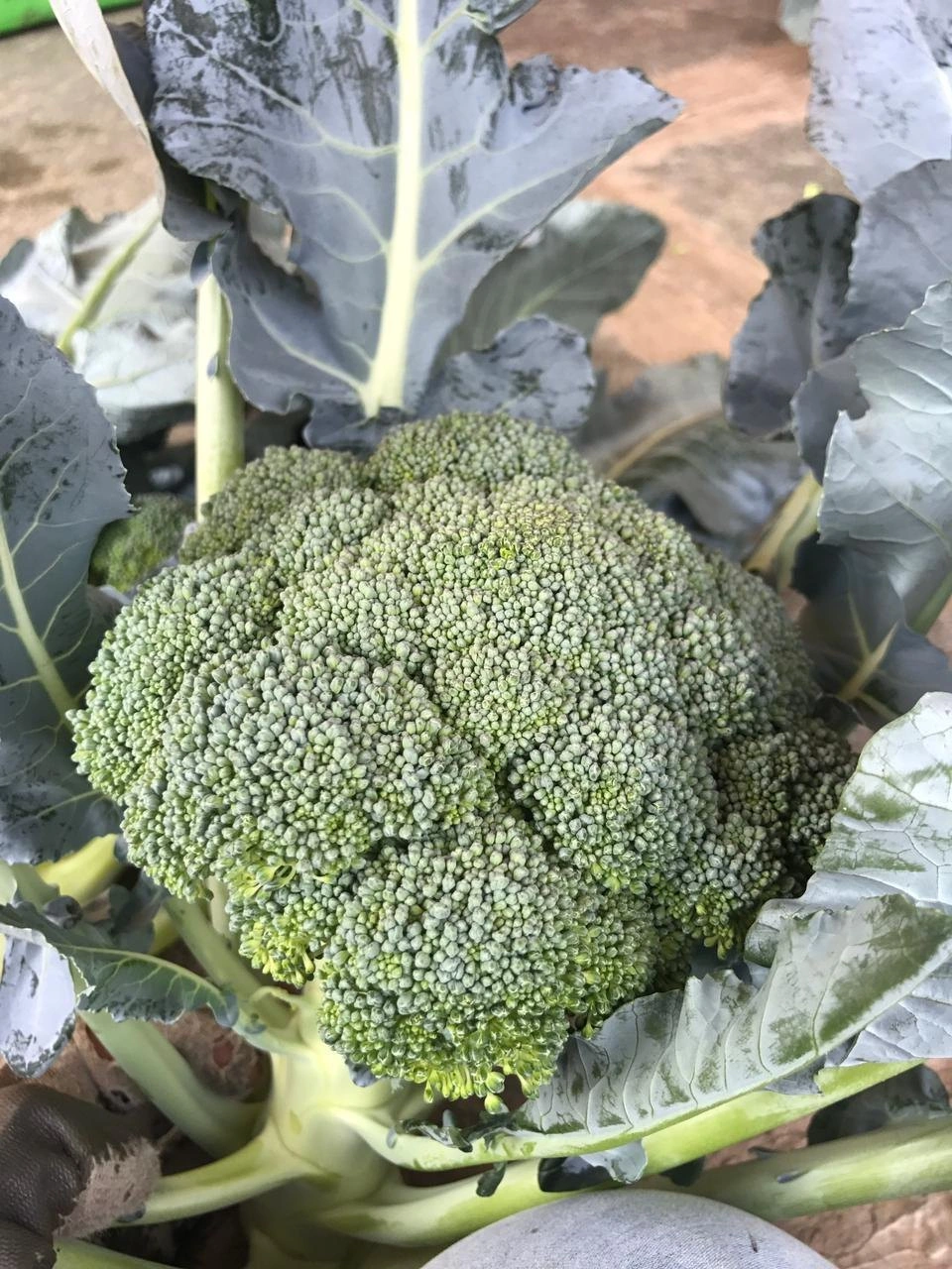 Fresh Broccoli Vegetable-12590618