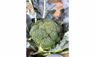 Fresh Broccoli Vegetable
