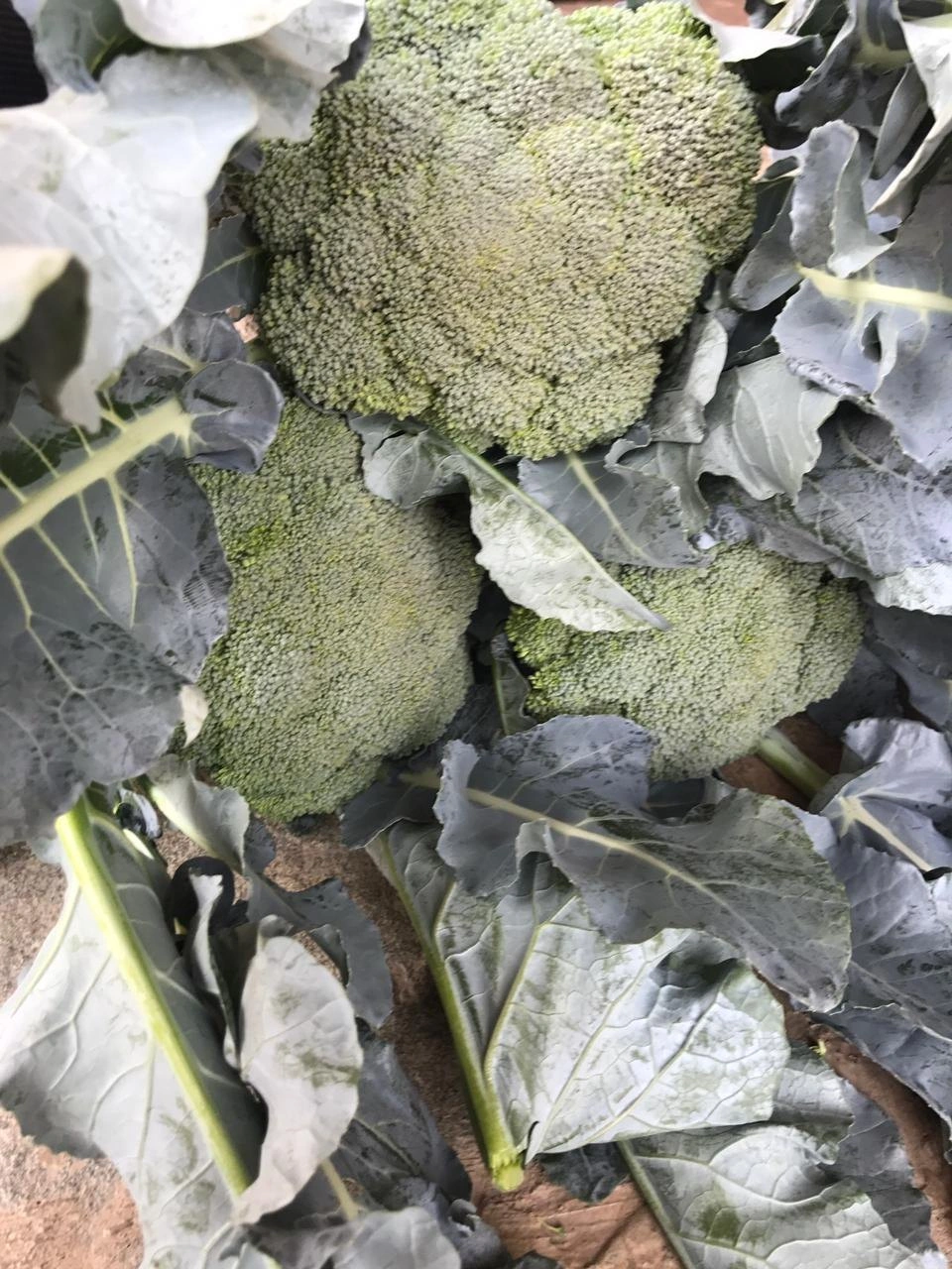 Fresh Broccoli Vegetable-2