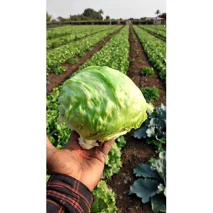 Fresh ICE Berg (Lettuce)-12590612