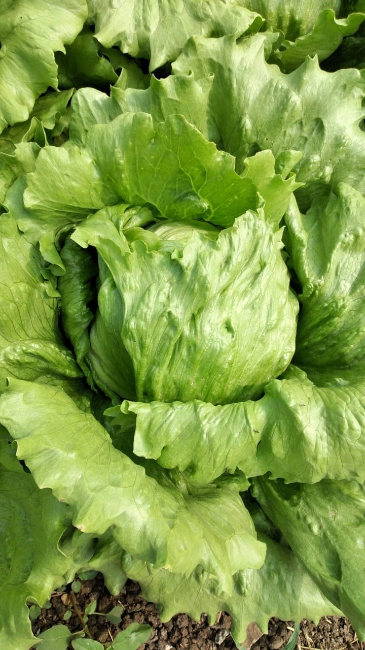 Fresh ICE Berg (Lettuce)-1