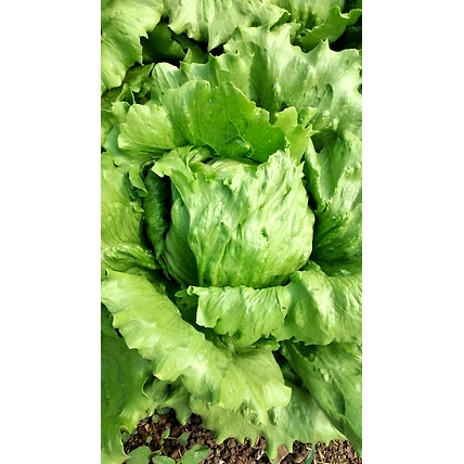 Fresh ICE Berg (Lettuce)-1