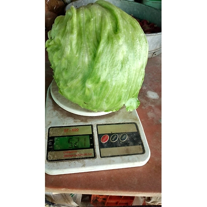 Fresh ICE Berg (Lettuce)-2