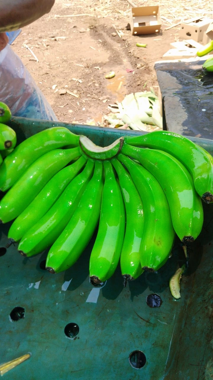 G9 Cavendish Banana-3