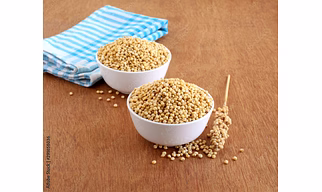 Sorghum