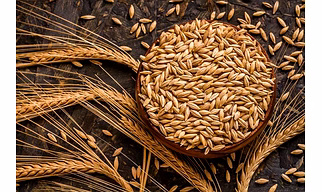 Barley