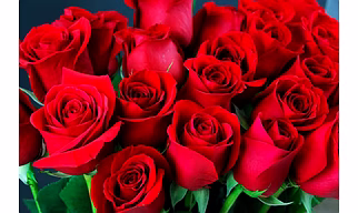 Rose flowers