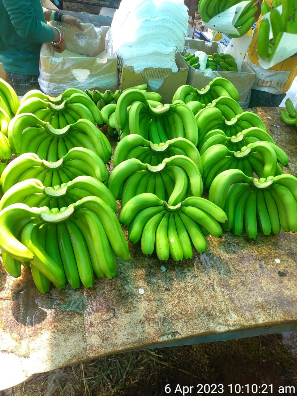 CAVENDIS BANANA-1