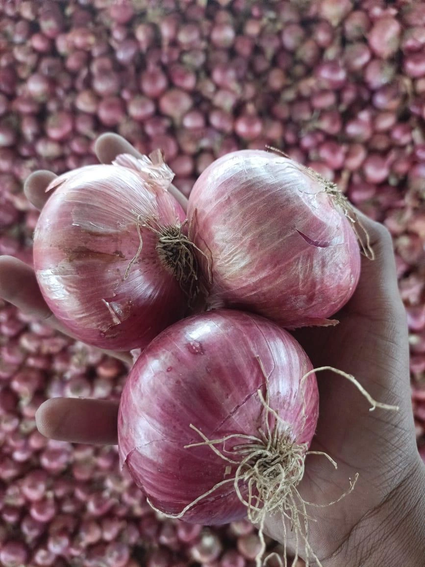 FRESH ONION-4