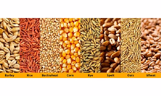 Indian Cereals - grains