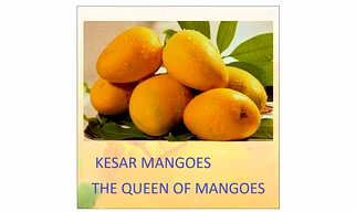 Kesar Mangoes