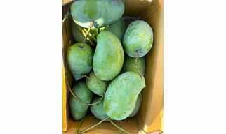 Alphonso Mangoes