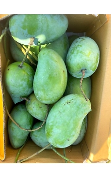 Alphonso Mangoes
