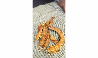 Tamarind with Fibre – Raw Tamarind with Natural Fibres