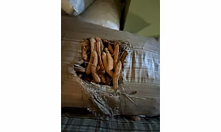 Whole Tamarind Pods – Natural Tamarind with Shell
