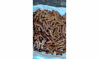 De-fibred Tamarind – Premium Clean Tamarind Without Fibre