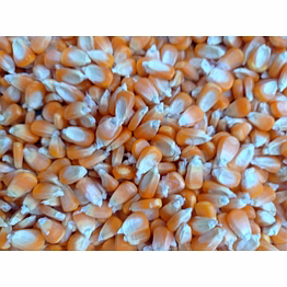 ennair exports and imports pvt. ltd a-grade yellow corn – premium clean, dried maize for human consumption, feed & industrial use