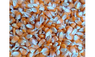 A-Grade Yellow Corn – Premium Clean, Dried Maize for Human Consumption, Feed & Industrial Use