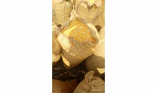 C-Grade Yellow Corn – Budget Grade, Mixed Kernel Quality Maize for Cattle Feed & Industrial Uses