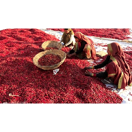 Red chilli-1
