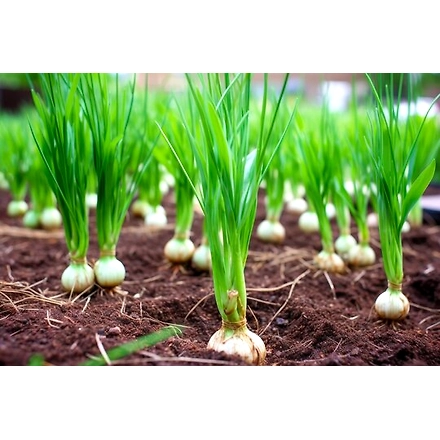 Garlic-5