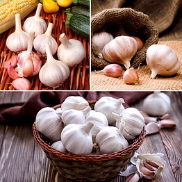 garlic