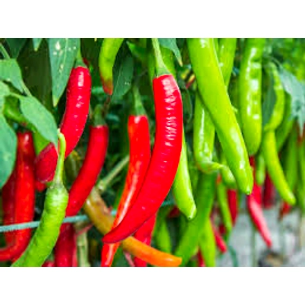 Green Chilli-2
