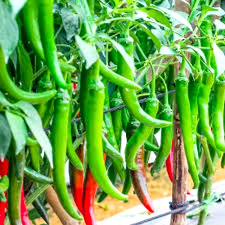 Green Chilli-3