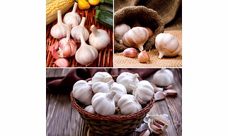 Garlic