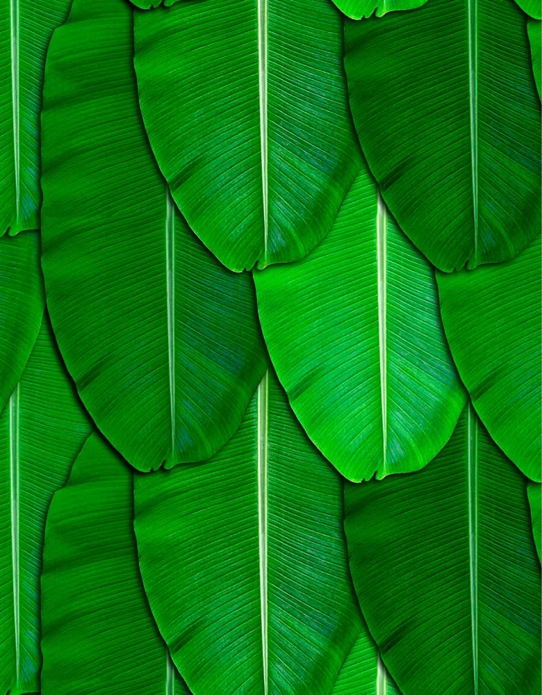 Banana Leaf-1