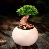 Stone Pots