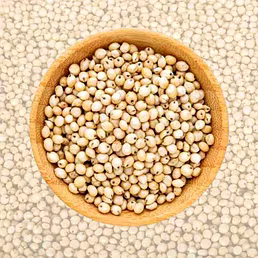 Sorghum Millet(Jowar)