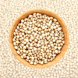 Sorghum Millet(Jowar)