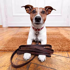 Pet Accessories