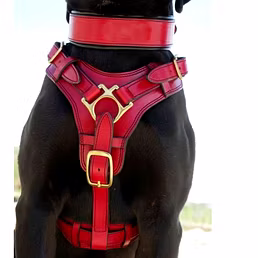 Pet Accessories (V.L.)