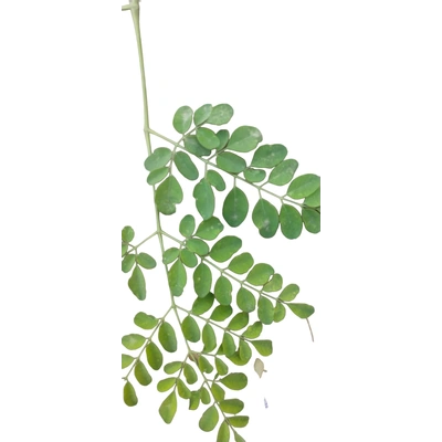 Green Organically Grown Dried Moringa Oleifera Leaves